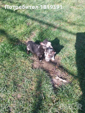Пинчер мерле, снимка 6 - Пинчер - 53223710