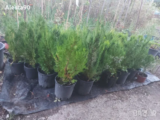 източна туя, снимка 3 - Разсади - 45492030