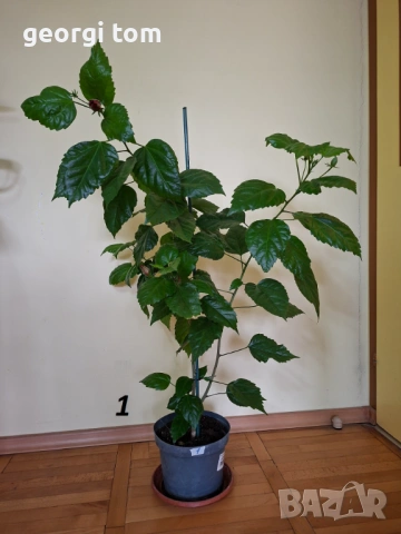 Китайска роза 15 €, снимка 2 - Стайни растения - 49127632