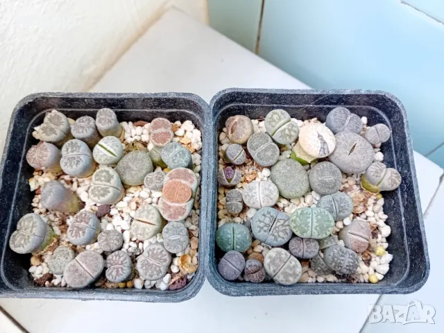 Живи камъчета - Lithops
