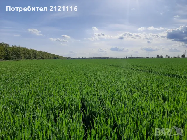 Арендова земеделска земя. , снимка 2 - Земеделска земя - 49158649
