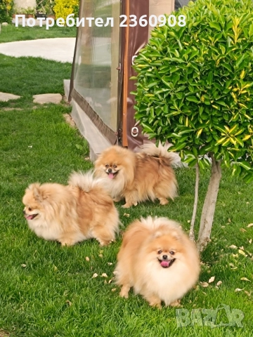 померан, мини померан , снимка 14 - Померан - 52628299