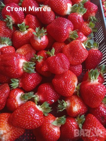 продавам разсад ягоди и малини , снимка 5 - Разсади - 44131432