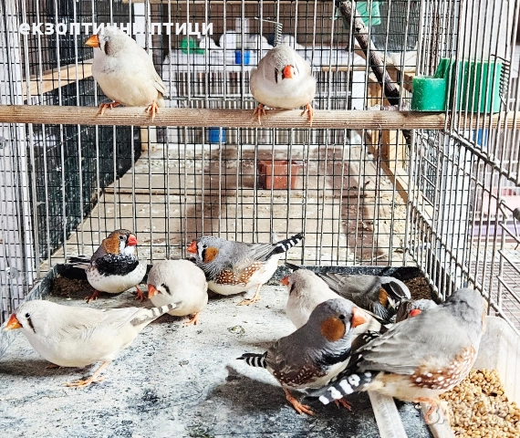 Джъмбо Амадини - Продавам, снимка 7 - Амадини - 52865990