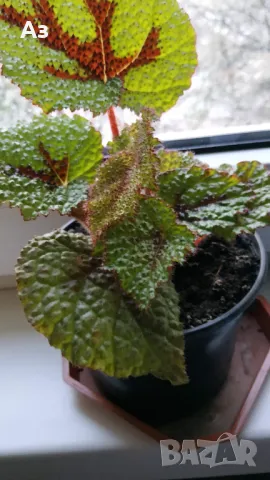 Продавам цветя Бегония Рекс (царска Бегония), снимка 4 - Стайни растения - 49969501