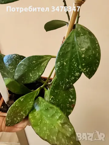 Хоя Rundumensis splash