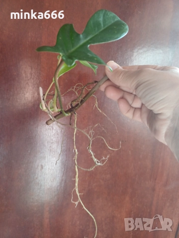 Резник Филодендрон Флорида с корени.