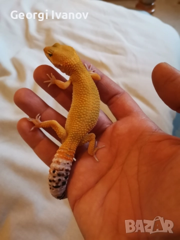 Продавам Леопардов Гекон, снимка 4 - Гекон - 52581494