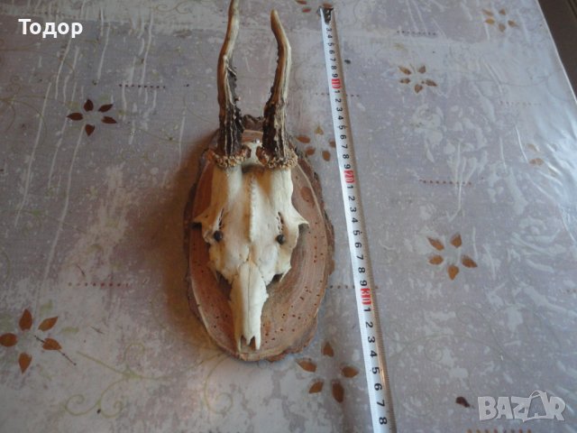 Старинен немски ловен трофей 2, снимка 2 - Антикварни и старинни предмети - 43726700