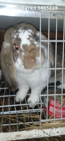 Кочовати зайци, снимка 5 - Други животни - 53248125