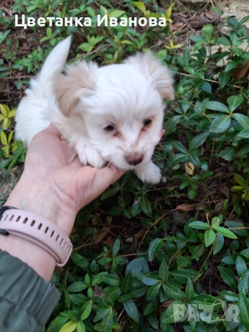  Пинчер, снимка 3 - Пинчер - 52077853