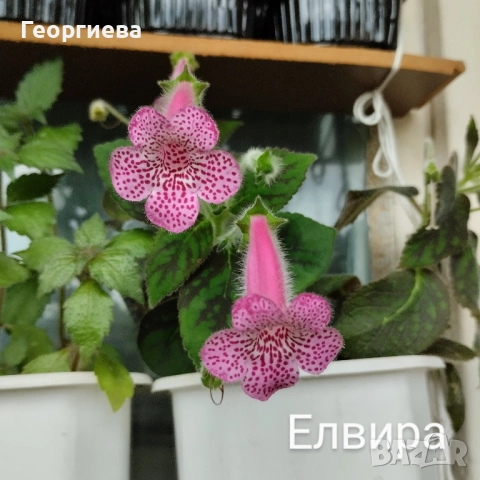 колерия растения и ризоми , снимка 12 - Стайни растения - 51619779