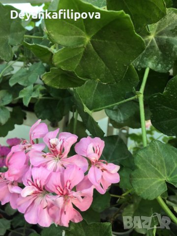 Сортов сакъз WAITE MESH с пъстри листа ,едър цвят обилно цъфти и силно каскаден !, снимка 4 - Градински цветя и растения - 36689817