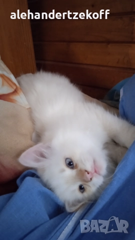 Невска маскарадна котка Neva Masquerade, снимка 9 - Сибирски - 51691685