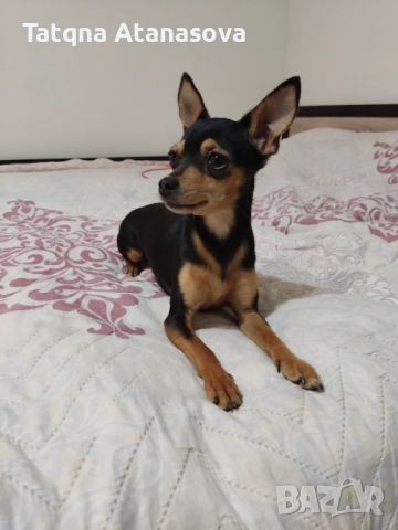 Продавам мини пинчер , снимка 4 - Пинчер - 52717708