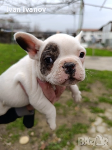 френски булдочета, снимка 7 - Френски булдог - 52489123