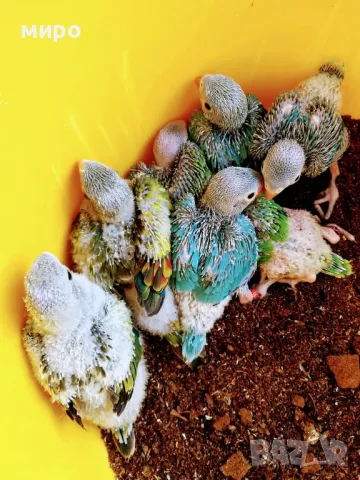 Бебета Малък Александър - ръчно хранени!, снимка 7 - Папагали - 50032602