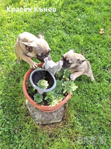 Френски булдог - пясъчни , снимка 6 - Френски булдог - 52114758