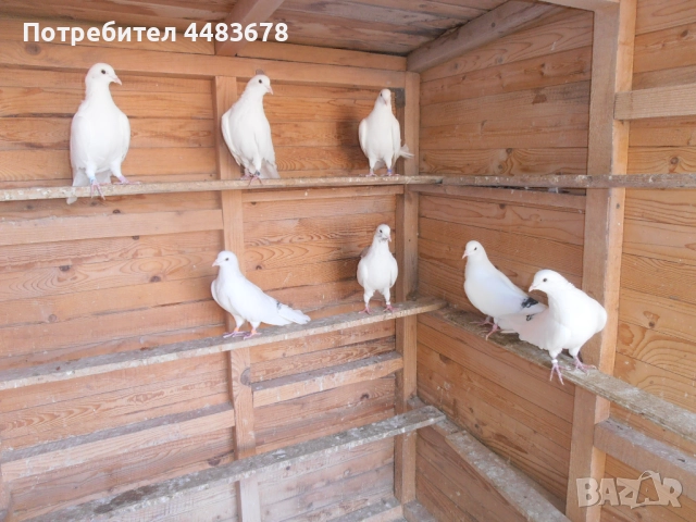 Гълъби бемкалии, снимка 2 - Гълъби - 50423696