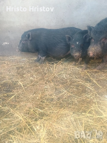 Виетнамски прасета , снимка 4 - Други животни - 48038500