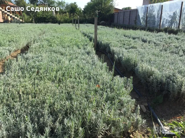 Разсад лавандула, снимка 3 - Разсади - 49030551