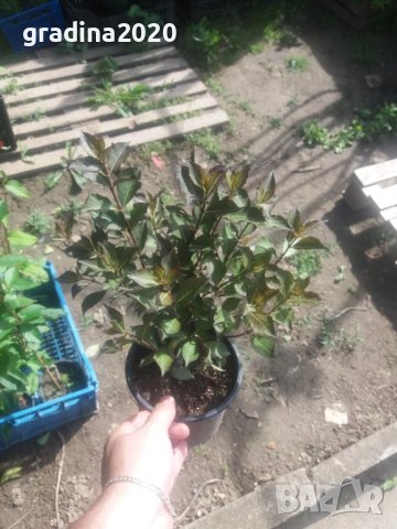 Вайгела  - Налични 4 вида, снимка 16 - Разсади - 42940747