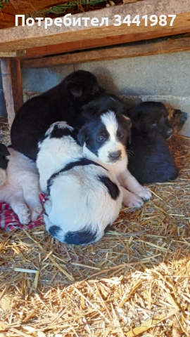 Каракачанки кучета , снимка 14 - Каракачанска овчарка - 52521908