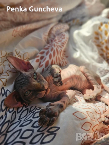 Канадски Сфинкс, снимка 7 - Сфинксове - 51349169