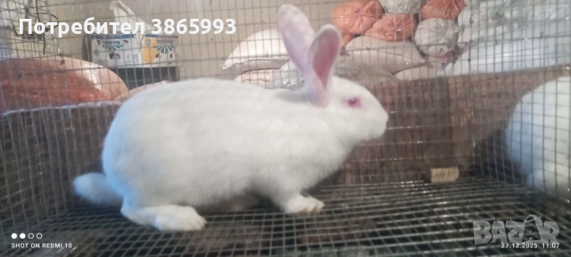 Мъжки Цика, снимка 2 - Други - 52914014