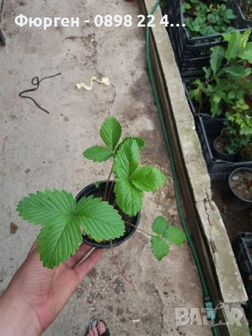 Горска Ягода Сорт Регина, снимка 4 - Разсади - 47466777