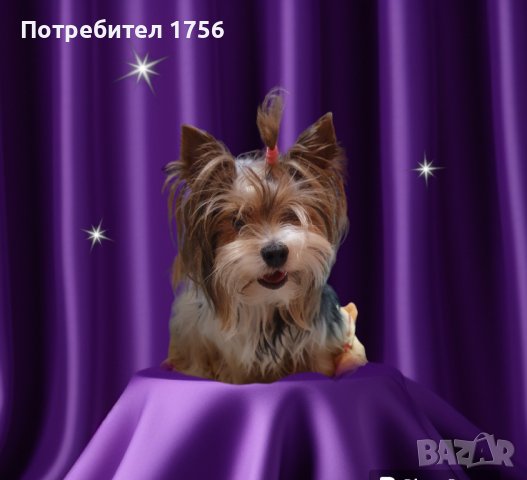 Йоркширски териер, Бивер , снимка 3 - Йоркширски териер - 42851993