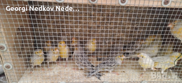 Продавам канари , снимка 9 - Канари - 52756202