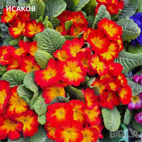 Иглика , снимка 6 - Градински цветя и растения - 53020967