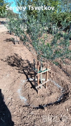Агрономически консултации - овощни,зеленчукови и полски култури, снимка 4 - Други оферти за работа - 52306727