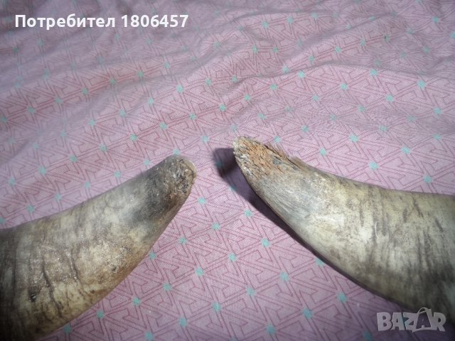 комплект рога, снимка 6 - Антикварни и старинни предмети - 37733628