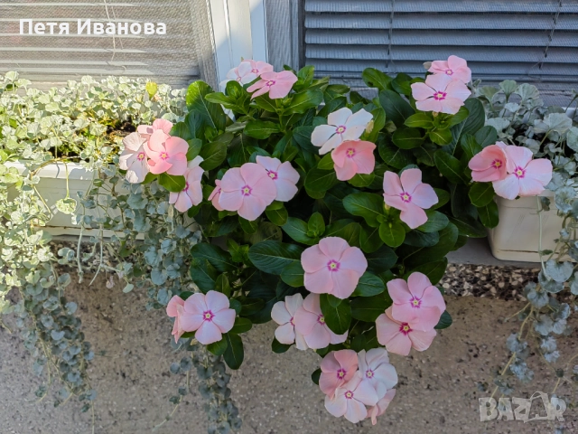 Каскадна винка , снимка 1