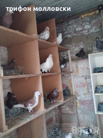 Гълъби пазарджишки високолетачи, Ловени чужди, снимка 7 - Гълъби - 47554142