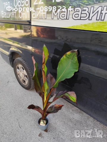 Банановото дърво на Абисиния - Червен Банан  или етиопски банан, снимка 3 - Разсади - 51148767