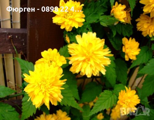 Керия Японика / Kerria Japonica, снимка 2 - Разсади - 37748881