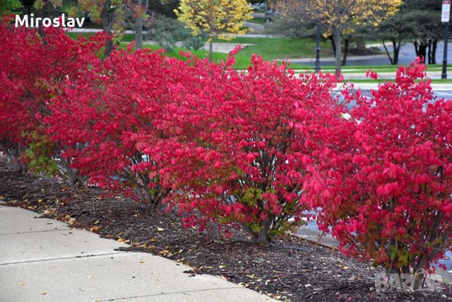 Oгнен храст , снимка 2 - Градински цветя и растения - 28532581
