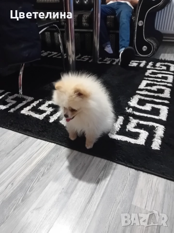 Мини померан, снимка 2 - Померан - 52978139