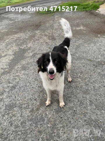 Овчарско куче 