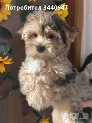 Мъжко йорки, снимка 1