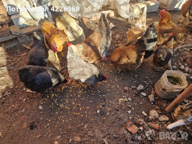 Мисирки пуйки и кокошки, снимка 6 - Кокошки и пуйки - 53257165