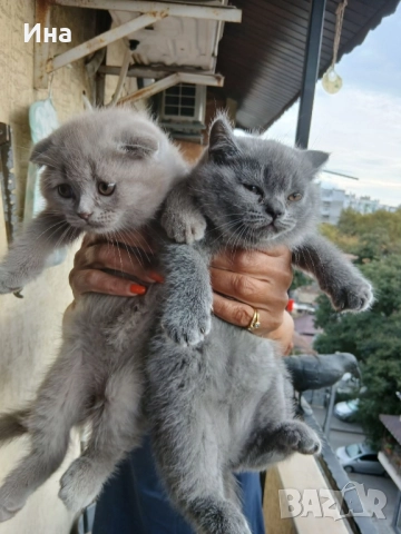 шотландски котки, снимка 5 - Други - 51869275