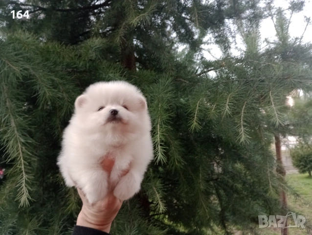 Момче и момиче. Бели Померани. Реални снимки от 05.01.26 г. , снимка 3 - Померан - 53039373