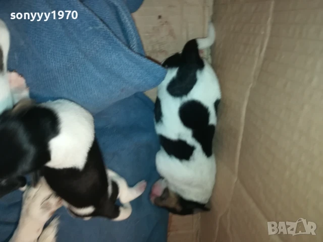 ДЖАК РЪСЕЛ-КУТРЕТА 250ЛВ ЗА ЕДНО 1708251005, снимка 7 - Джак ръсел териер - 51390012