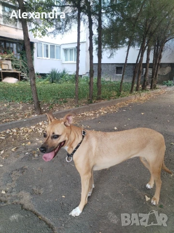 Разхождане на кучета, снимка 6 - Ветеринари и услуги - 50857550