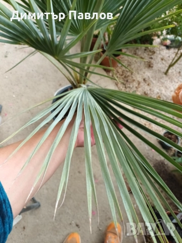 Брахея Армата,Мексиканска Синя Палма, снимка 6 - Градински цветя и растения - 51920750
