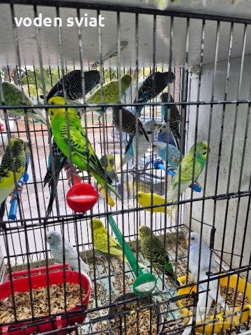 Разнообразие на папагали, снимка 4 - Папагали - 43127939